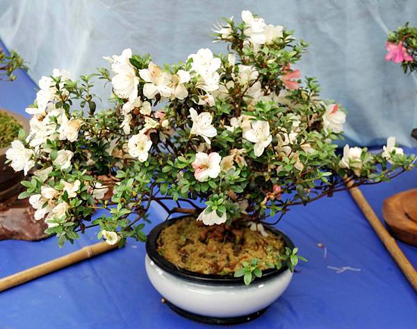 DSC_4665.jpg DSC_4665.jpg