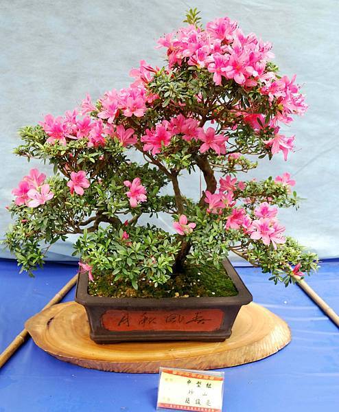 DSC_4666.jpg DSC_4666.jpg