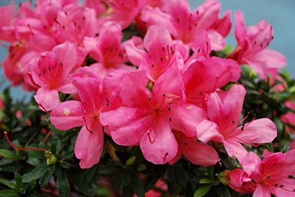 DSC_4668.jpg DSC_4668.jpg