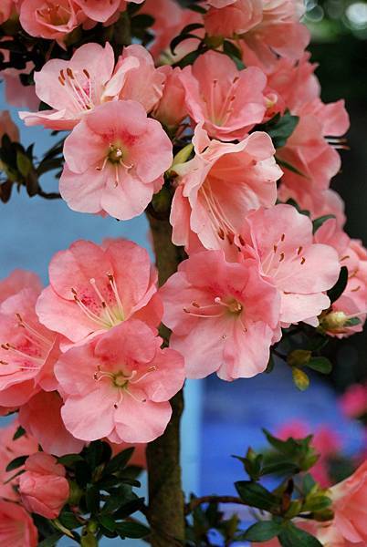 DSC_4670.jpg DSC_4670.jpg