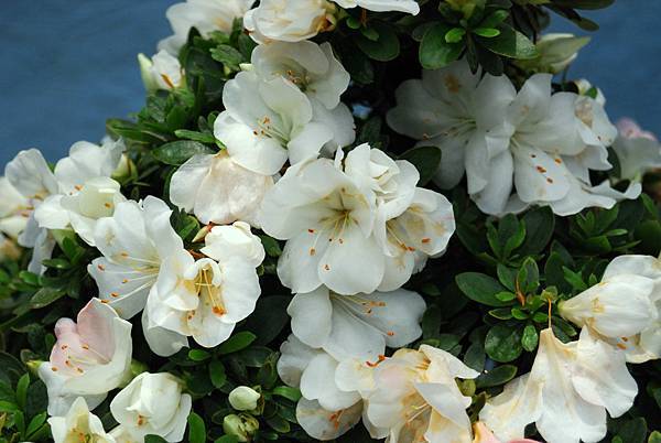 DSC_4672.jpg DSC_4672.jpg