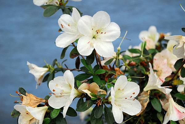 DSC_4676.jpg DSC_4676.jpg