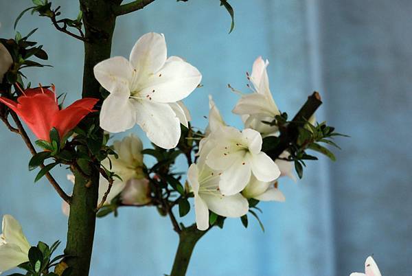 DSC_4678.jpg DSC_4678.jpg