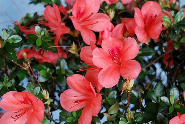 DSC_4680.jpg DSC_4680.jpg