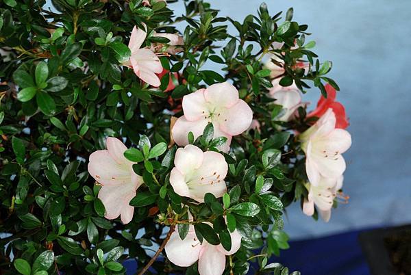 DSC_4684.jpg DSC_4684.jpg