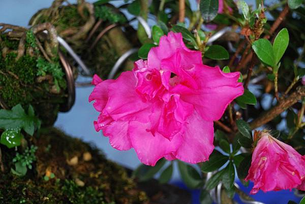 DSC_4686.jpg DSC_4686.jpg