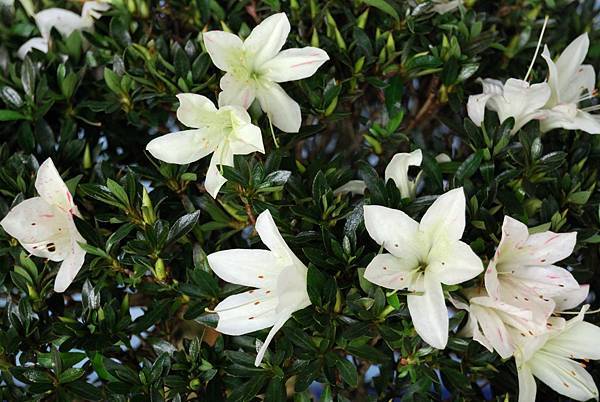 DSC_4691.jpg DSC_4691.jpg