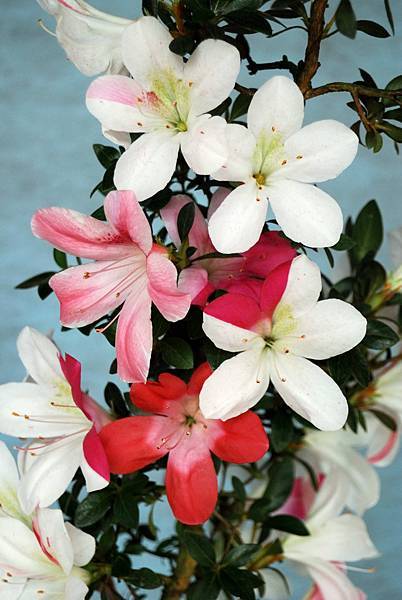 DSC_4689.jpg DSC_4689.jpg