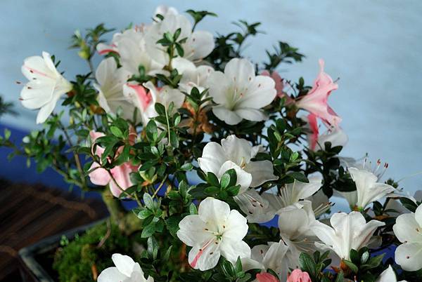 DSC_4693.jpg DSC_4693.jpg