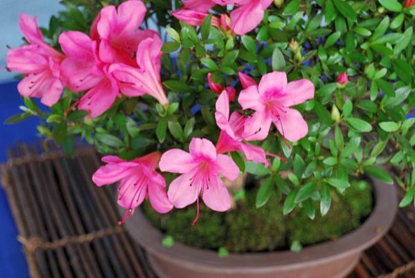 DSC_4695.jpg DSC_4695.jpg