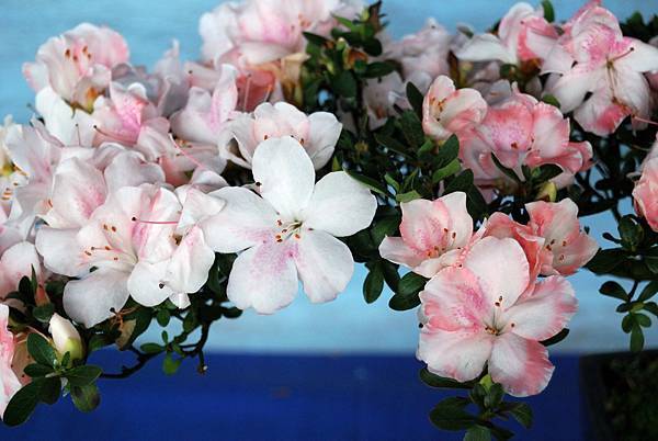 DSC_4697.jpg DSC_4697.jpg