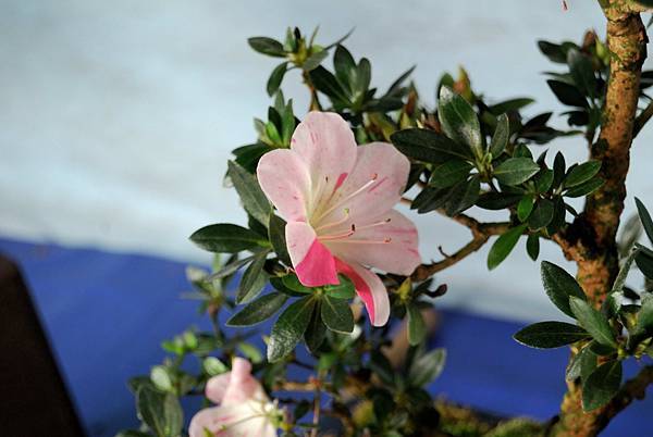 DSC_4699.jpg DSC_4699.jpg