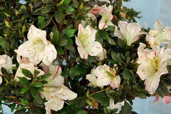 DSC_4701.jpg DSC_4701.jpg