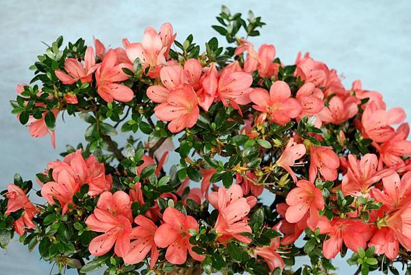 DSC_4703.jpg DSC_4703.jpg