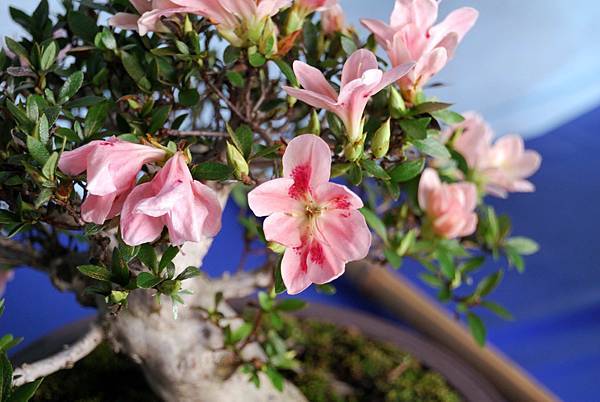 DSC_4705.jpg DSC_4705.jpg