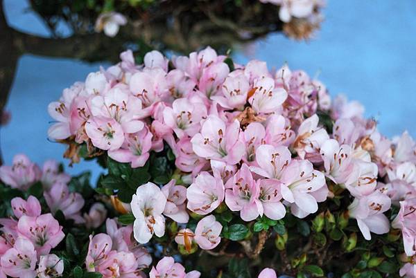 DSC_4707.jpg DSC_4707.jpg