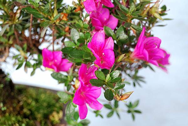 DSC_4711.jpg DSC_4711.jpg