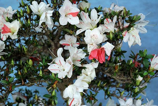 DSC_4713.jpg DSC_4713.jpg