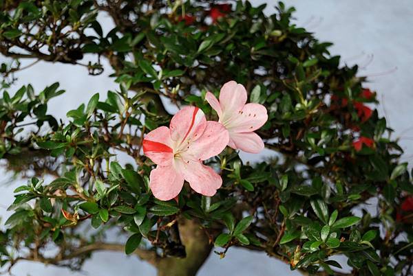 DSC_4715.jpg DSC_4715.jpg