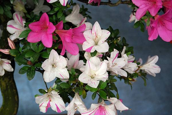 DSC_4717.jpg DSC_4717.jpg