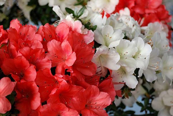 DSC_4719.jpg DSC_4719.jpg