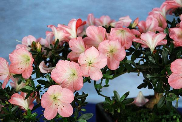 DSC_4721.jpg DSC_4721.jpg