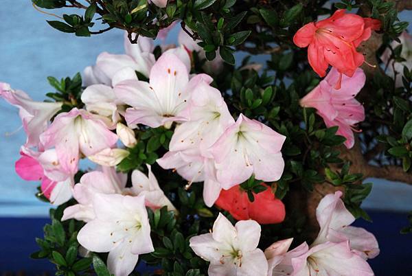 DSC_4723.jpg DSC_4723.jpg