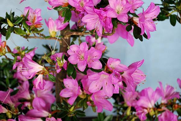 DSC_4725.jpg DSC_4725.jpg