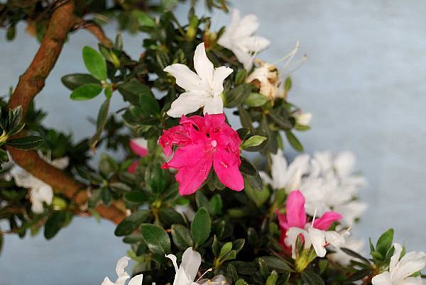 DSC_4727.jpg DSC_4727.jpg