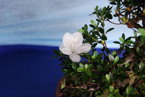 DSC_4729.jpg DSC_4729.jpg