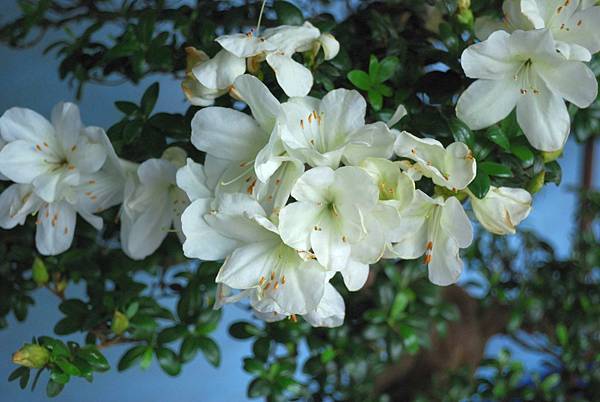 DSC_4731.jpg DSC_4731.jpg