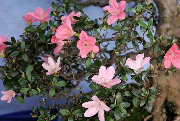 DSC_4733.jpg DSC_4733.jpg