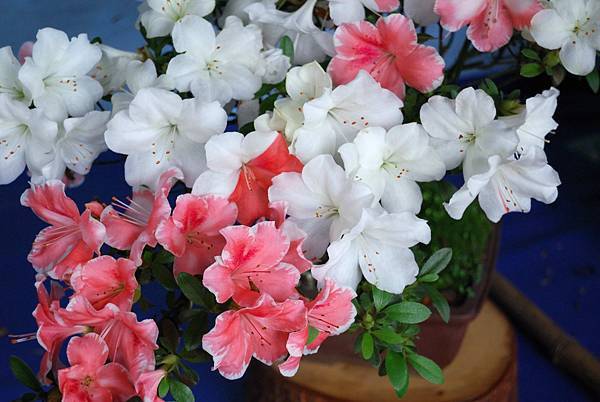 DSC_4735.jpg DSC_4735.jpg