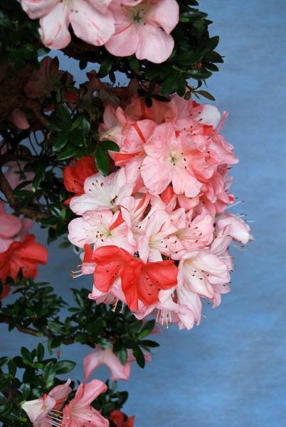 DSC_4737.jpg DSC_4737.jpg