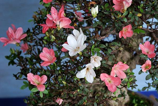 DSC_4739.jpg DSC_4739.jpg