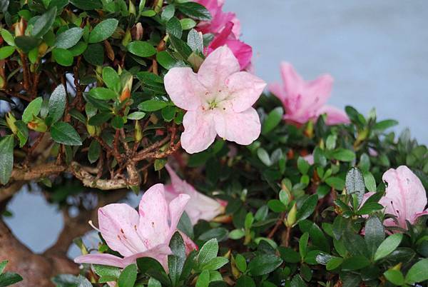 DSC_4741.jpg DSC_4741.jpg