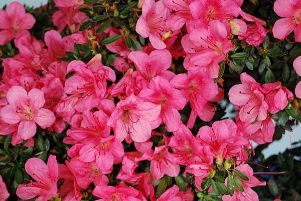 DSC_4743.jpg DSC_4743.jpg