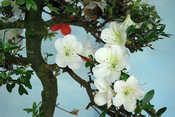 DSC_4745.jpg DSC_4745.jpg