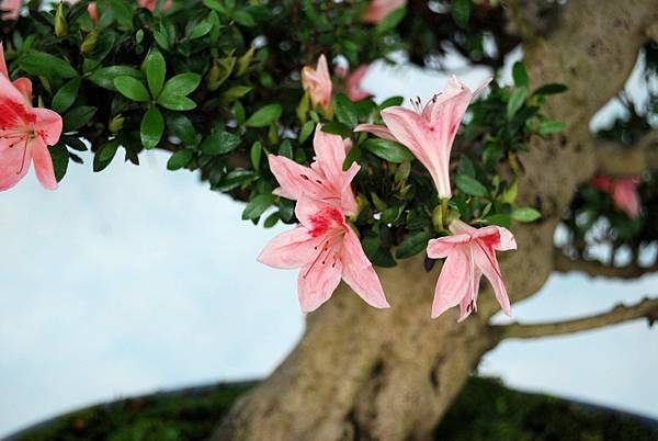 DSC_4747.jpg DSC_4747.jpg