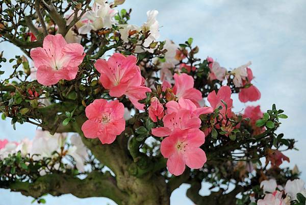 DSC_4749.jpg DSC_4749.jpg