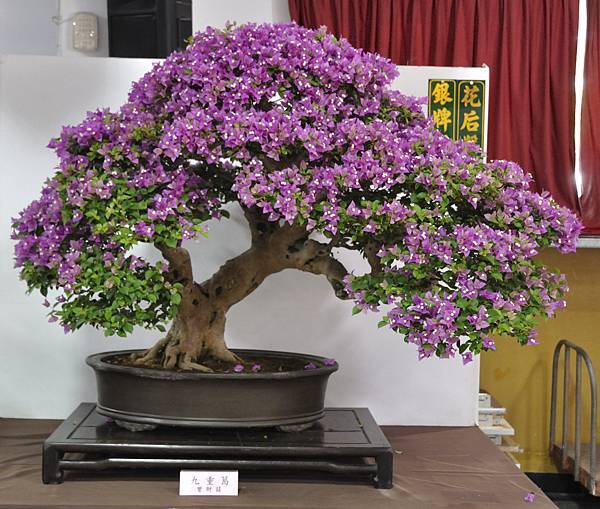2015台灣花菓盆栽展0007.jpg