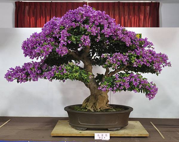 2015台灣花菓盆栽展0011.jpg