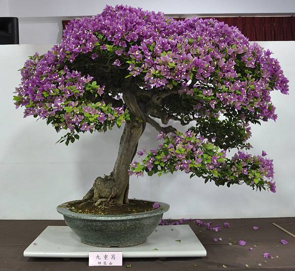 2015台灣花菓盆栽展0021.jpg