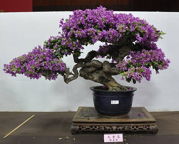 2015台灣花菓盆栽展0033.jpg
