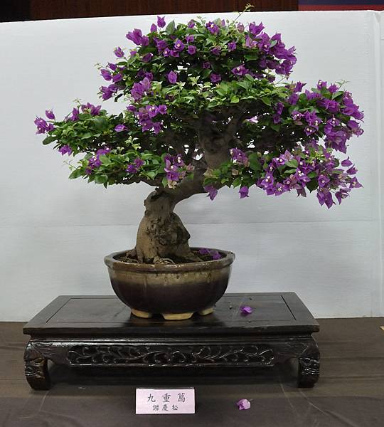 2015台灣花菓盆栽展0041.jpg