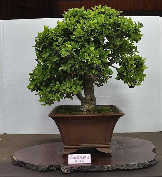 2015台灣花菓盆栽展0043.jpg