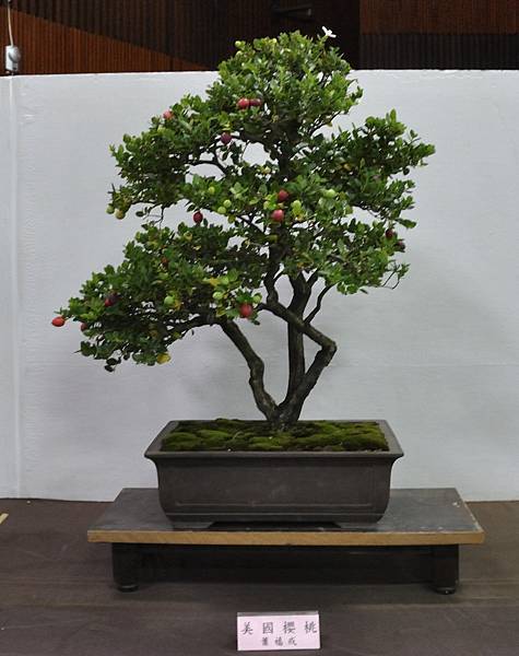 2015台灣花菓盆栽展0045.jpg