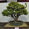 2015台灣花菓盆栽展0053.jpg