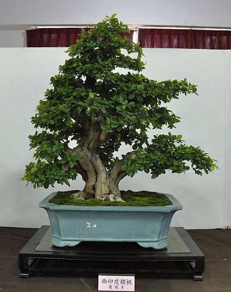 2015台灣花菓盆栽展0057.jpg