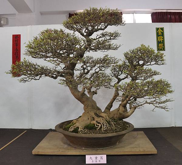 2015台灣花菓盆栽展0063.jpg